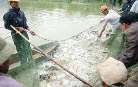 Ninh Giang phát triển 1.500 ha nuôi thả thủy sản tập trung